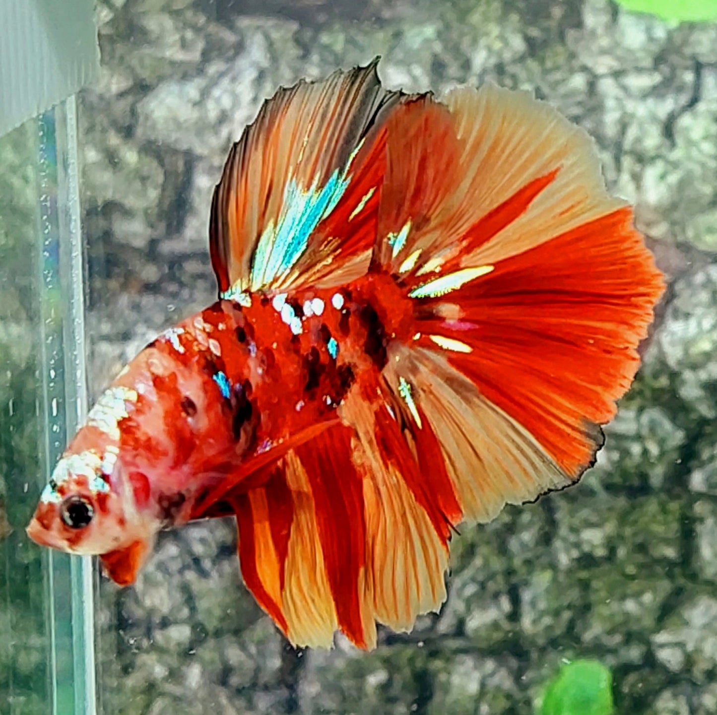 Multicolor Red Tiger Galaxy Halfmoon Male