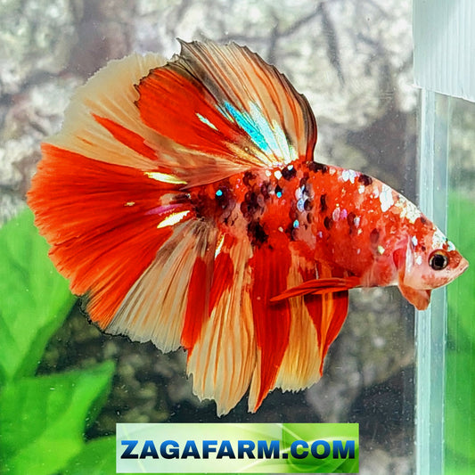 Multicolor Red Tiger Galaxy Halfmoon Male