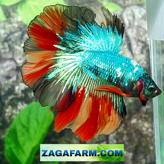 Multicolor Nemo Halfmoon Male