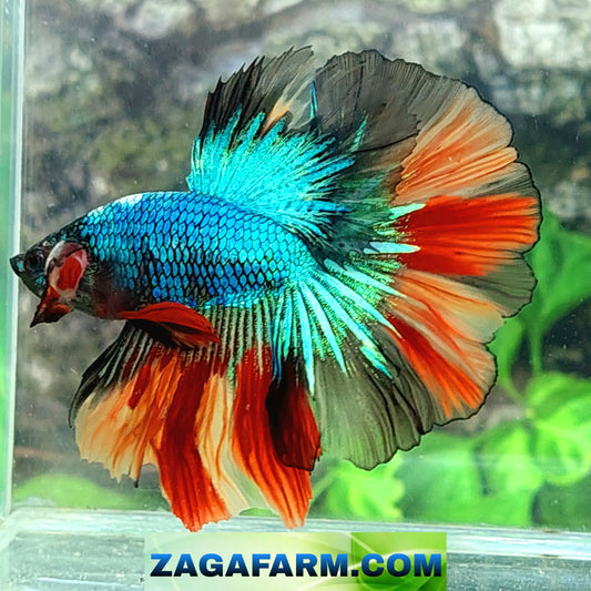 Multicolor Nemo Halfmoon Male