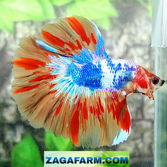 Multicolor Leopard Candy Halfmoon Male