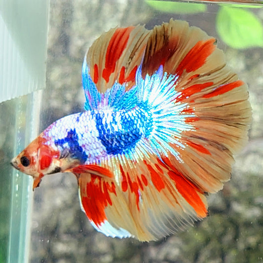 Multicolor Leopard Candy Halfmoon Male