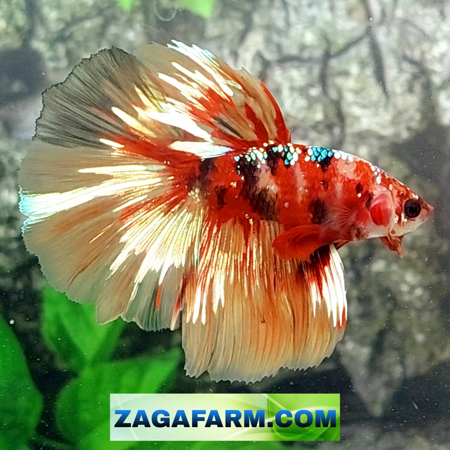 Multicolor Red Tiger Gold Galaxy Halfmoon Male