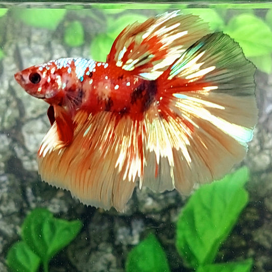 Multicolor Red Tiger Gold Galaxy Halfmoon Male