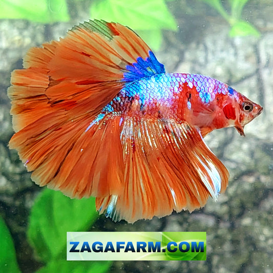 Multicolor Galaxy Halfmoon Male