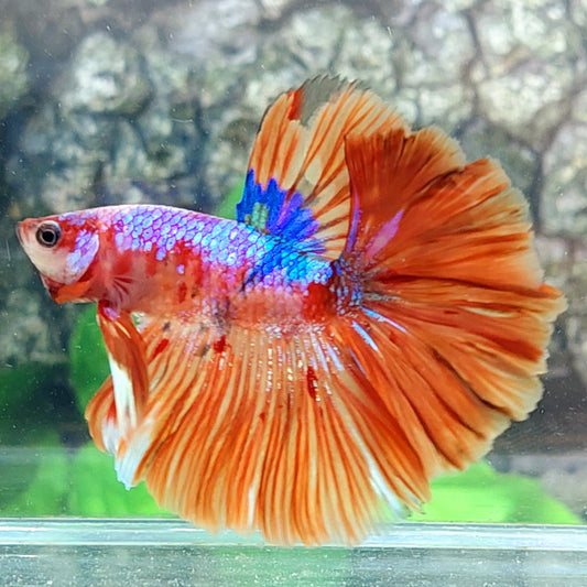 Multicolor Galaxy Halfmoon Male