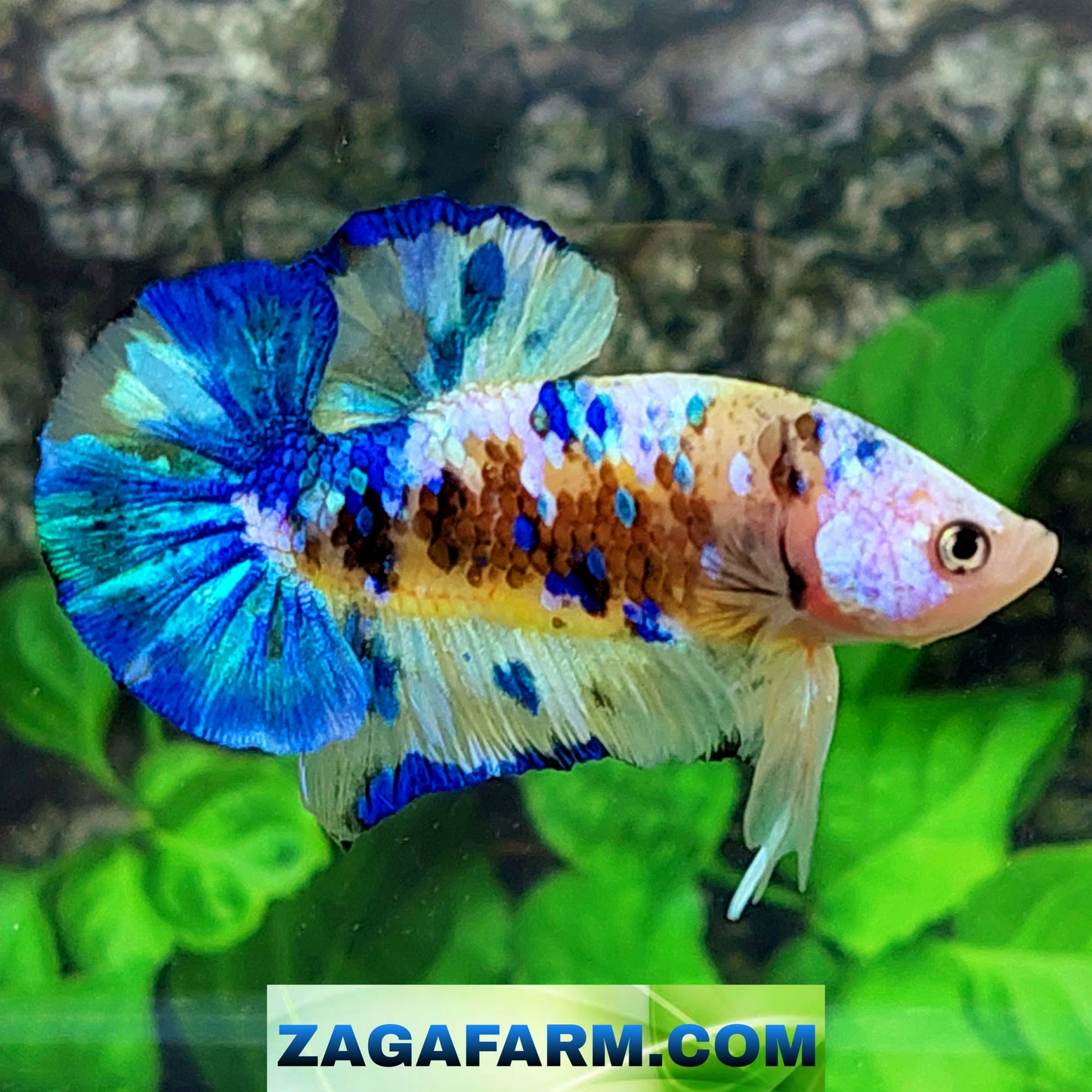 Yellow Blue Koi Galaxy OHMPK Male