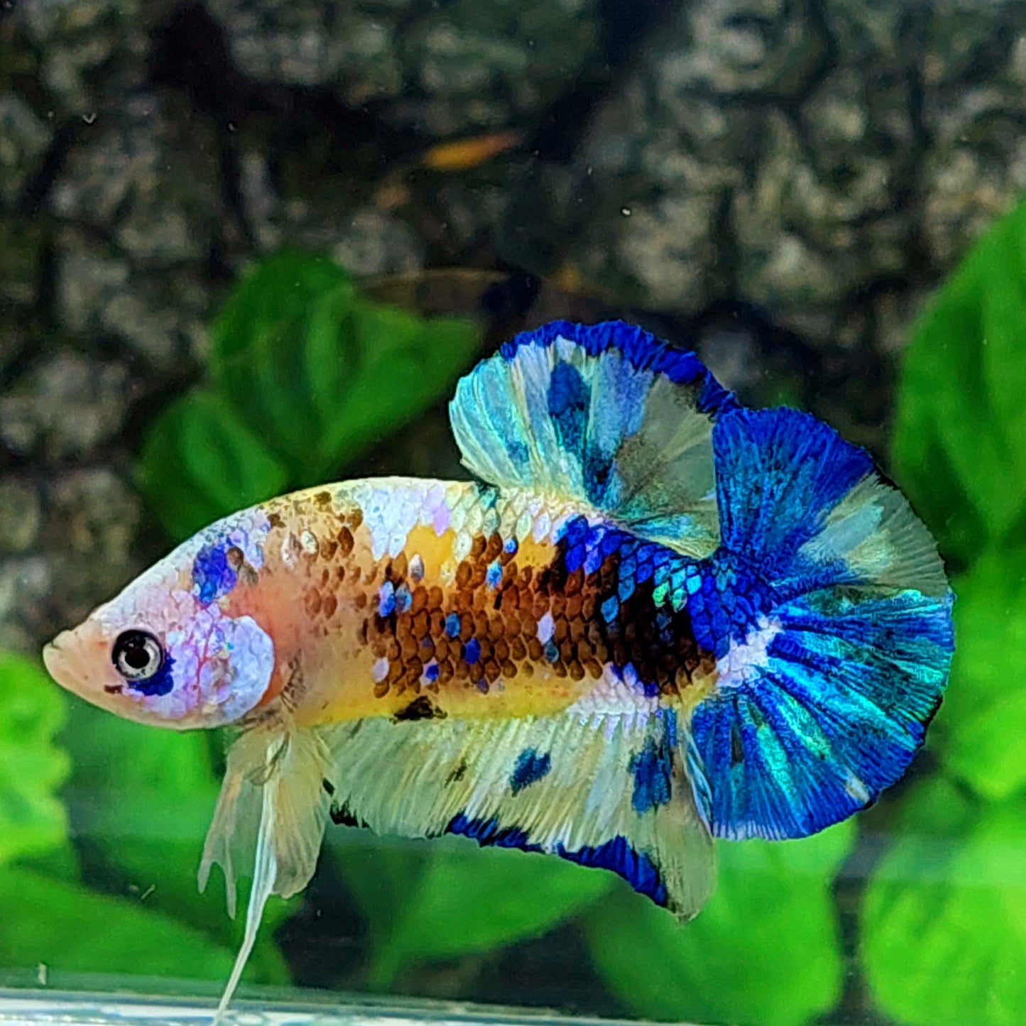 Yellow Blue Koi Galaxy OHMPK Male