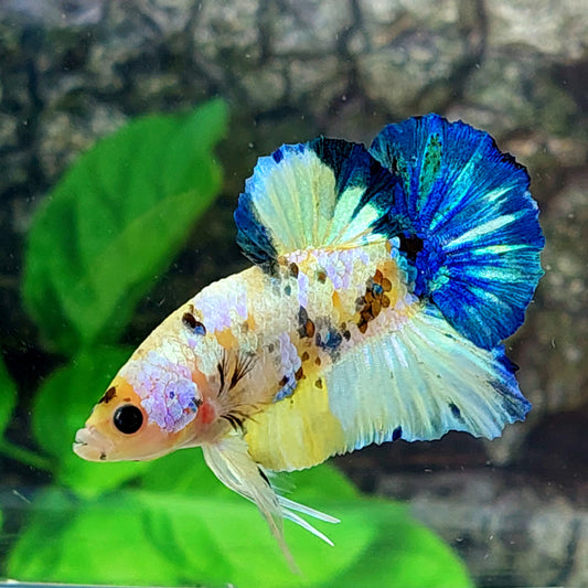 Yellow Blue Koi Galaxy HMPK Male