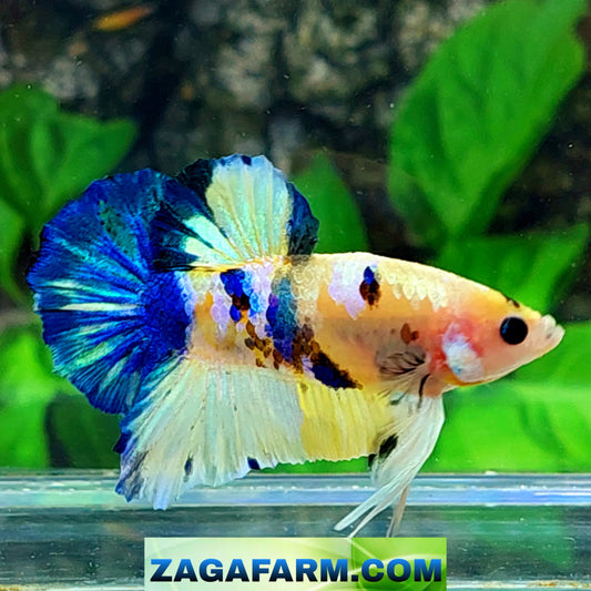 Yellow Blue Koi Galaxy HMPK Male