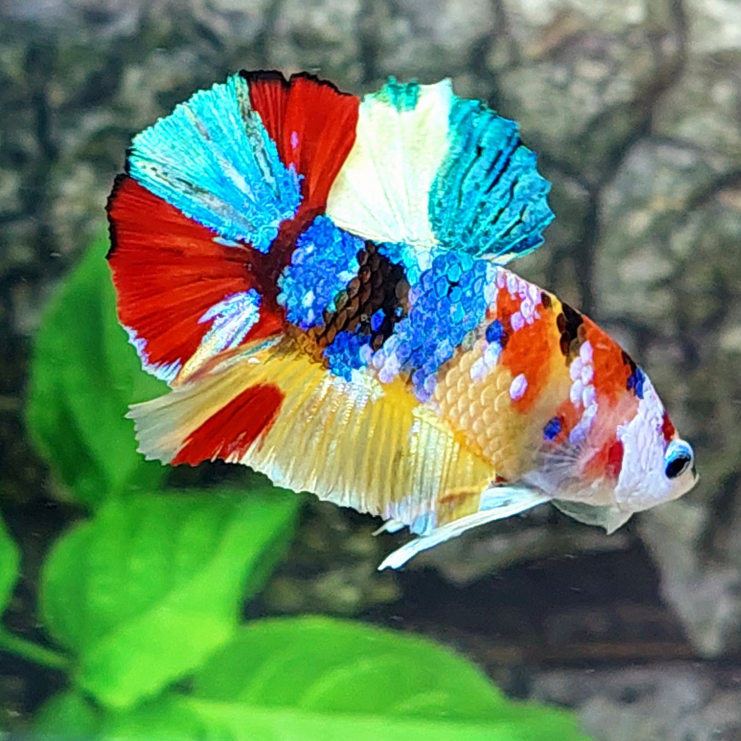 Yellowbase Multicolor Galaxy HMPK Male