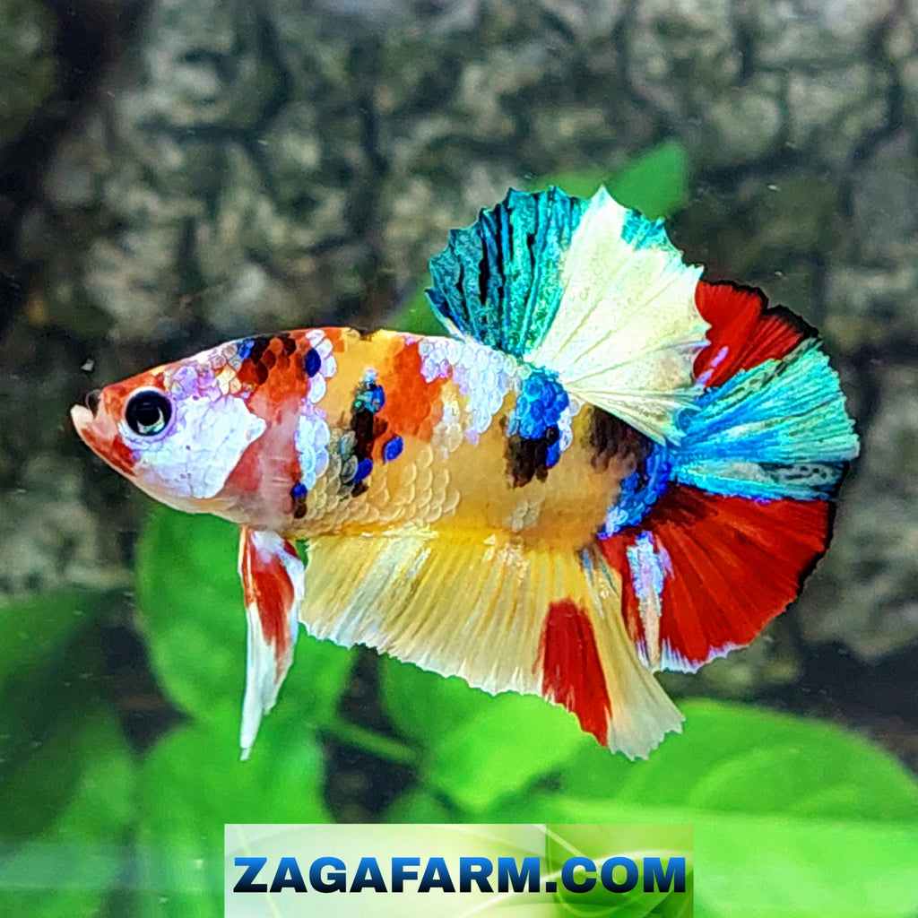 Yellowbase Multicolor Galaxy HMPK Macho