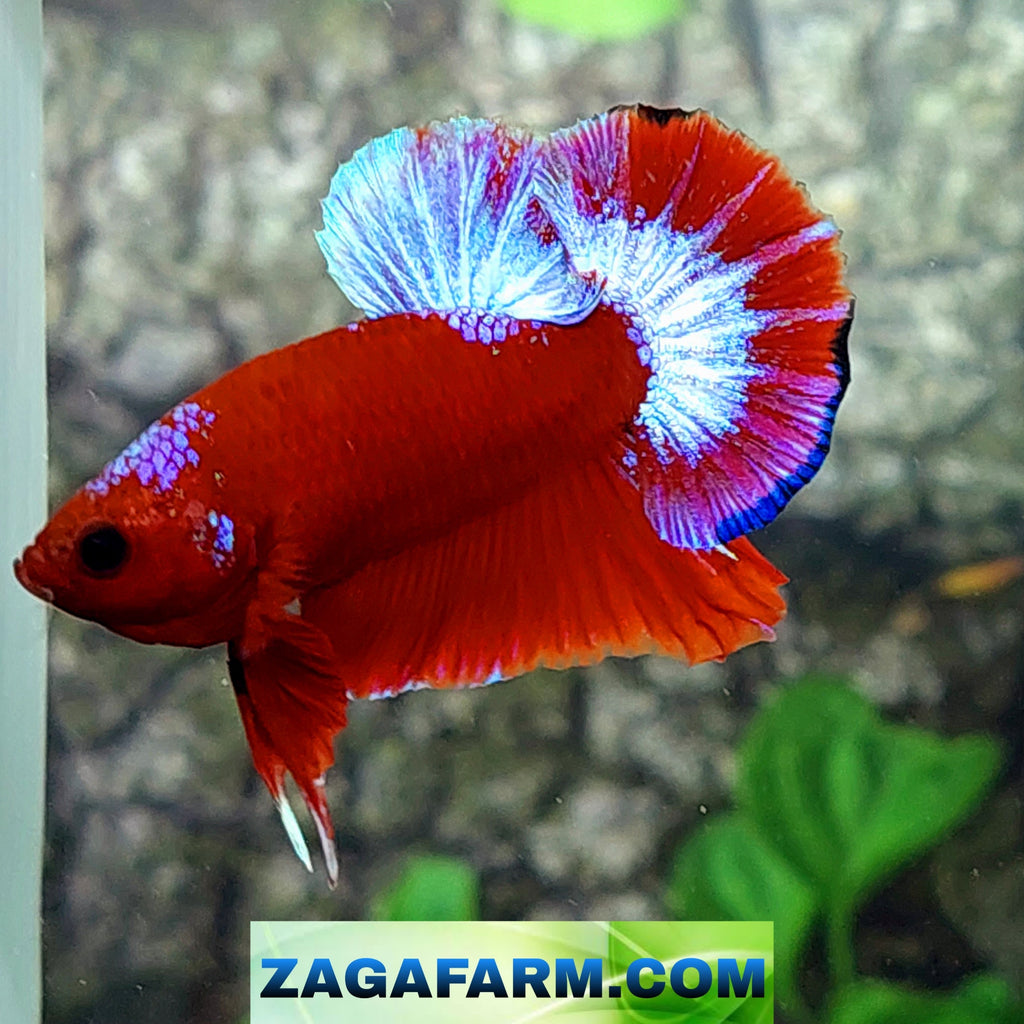 Hellboy Pink HMPK Male