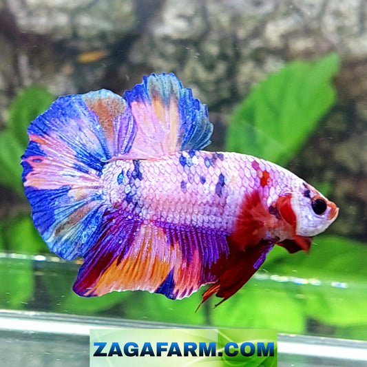 Multicolor Purple Pink Candy HMPK Male