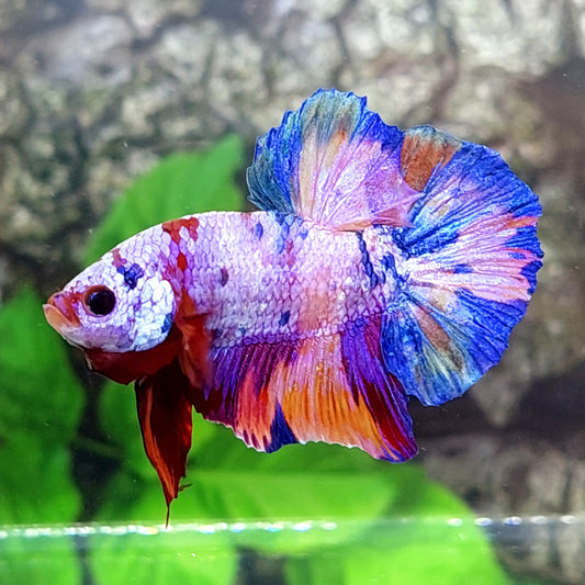 Multicolor Purple Pink Candy HMPK Male