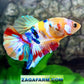 Multicolor Yellowbase Rainbow HMPK Macho