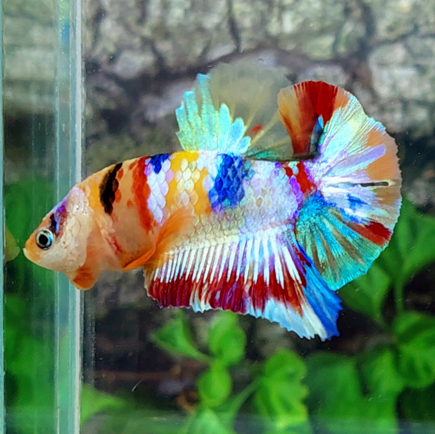 Multicolor Yellowbase Rainbow HMPK Male