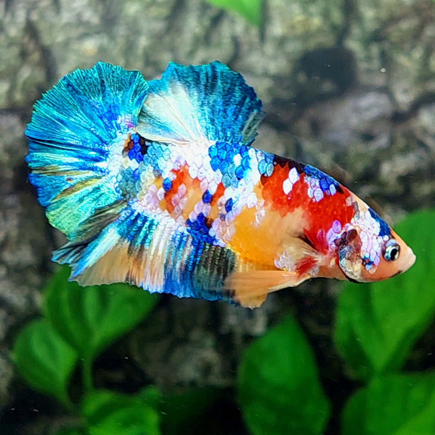 Multicolor Galaxy HMPK Male