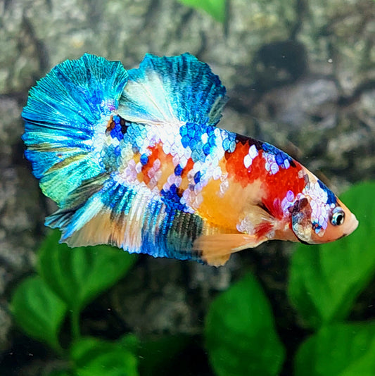 Multicolor Galaxy HMPK Male