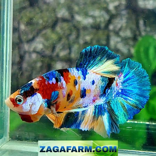 Multicolor Galaxy HMPK Male