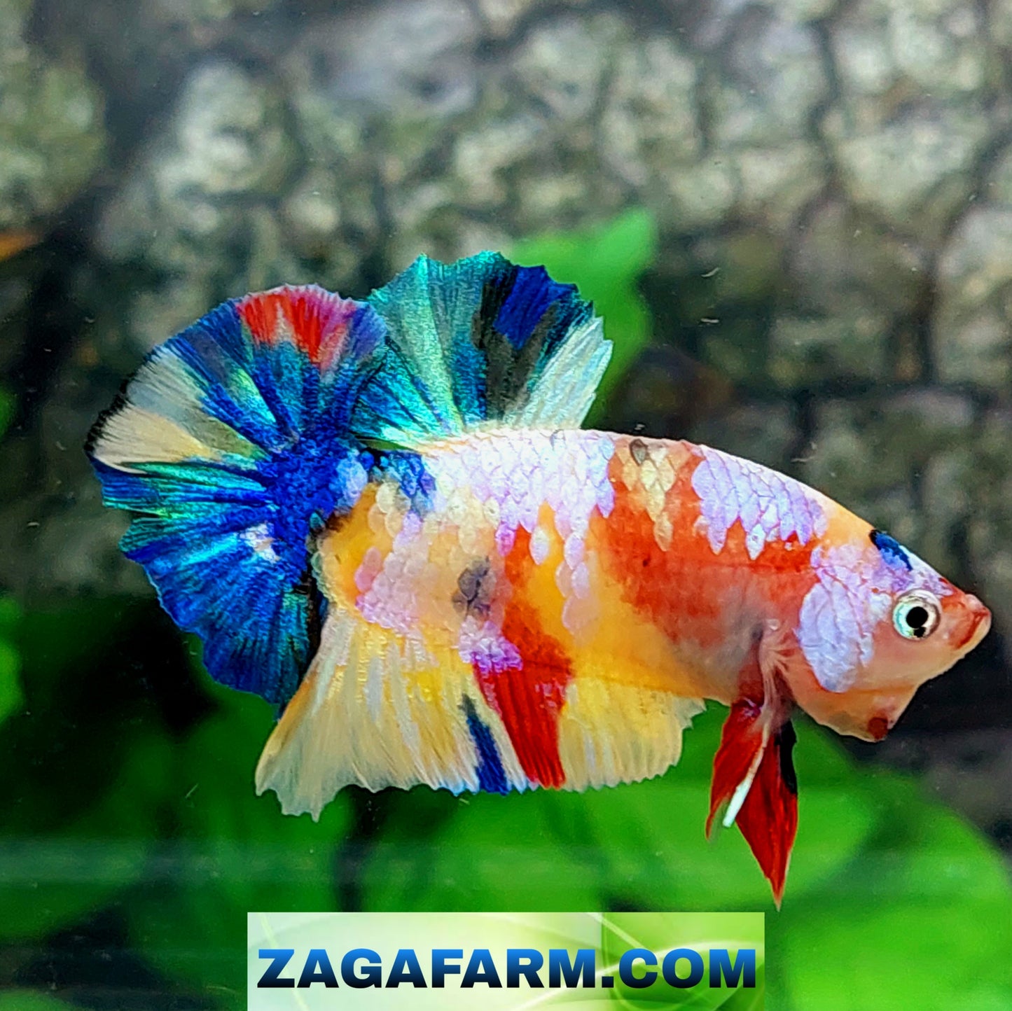 Yellowbase Multicolor Galaxy HMPK Male