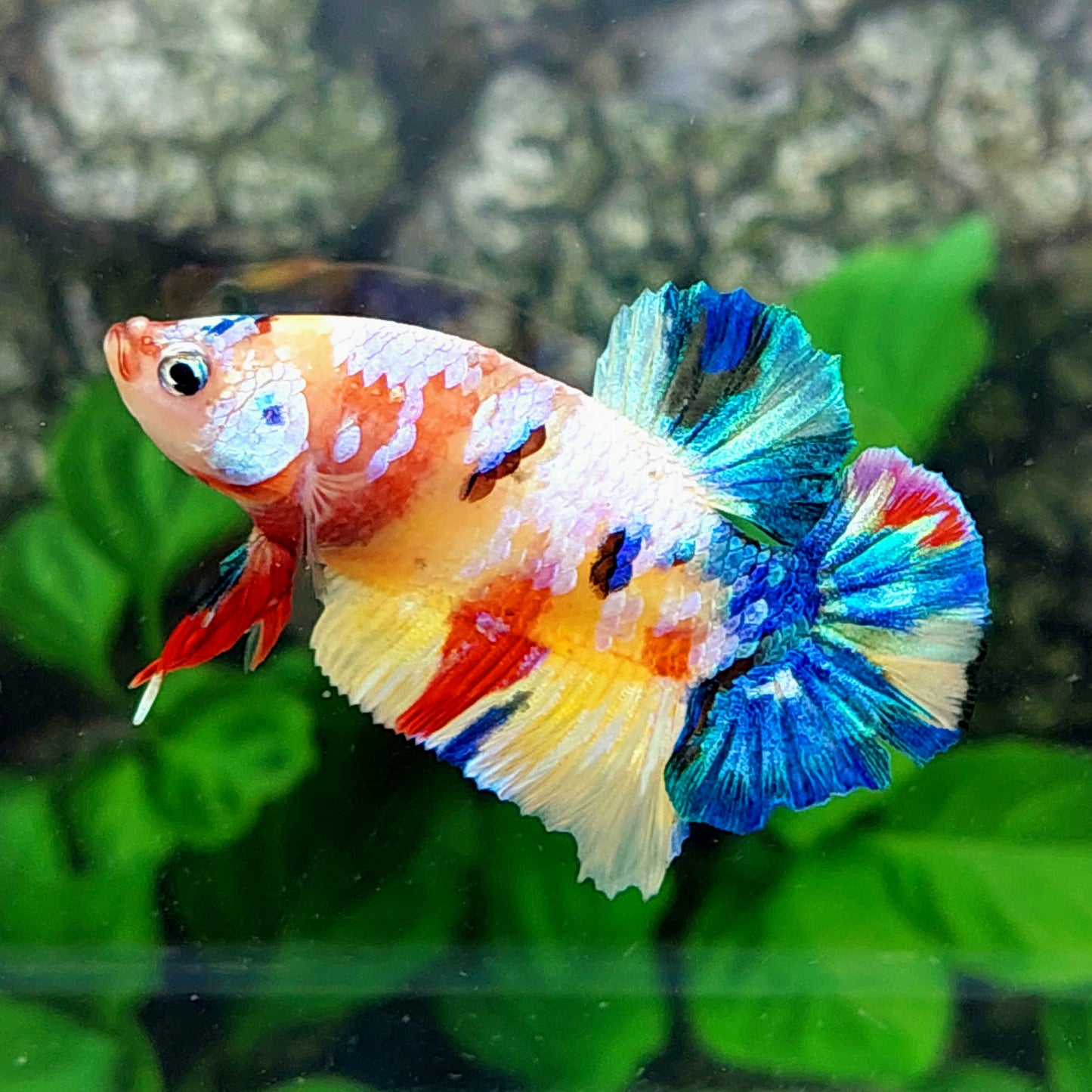 Yellowbase Multicolor Galaxy HMPK Male