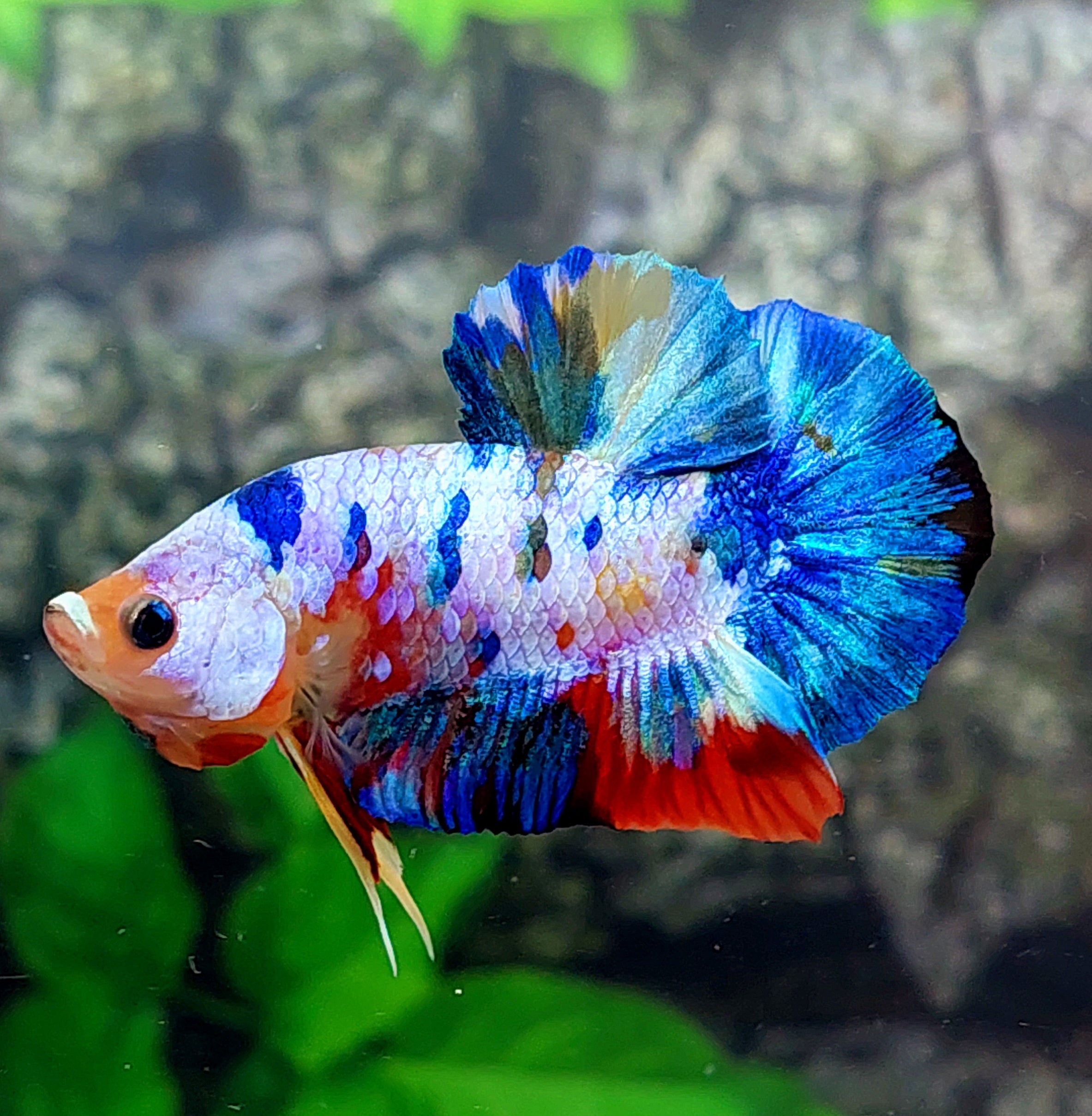 Multicolor Galaxy HMPK Male