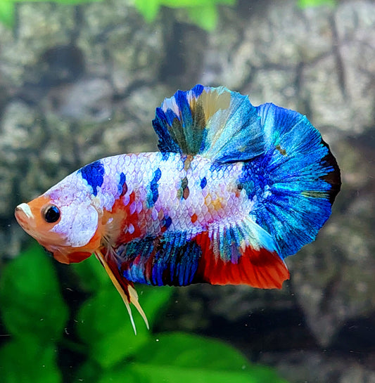 Multicolor Galaxy HMPK Male