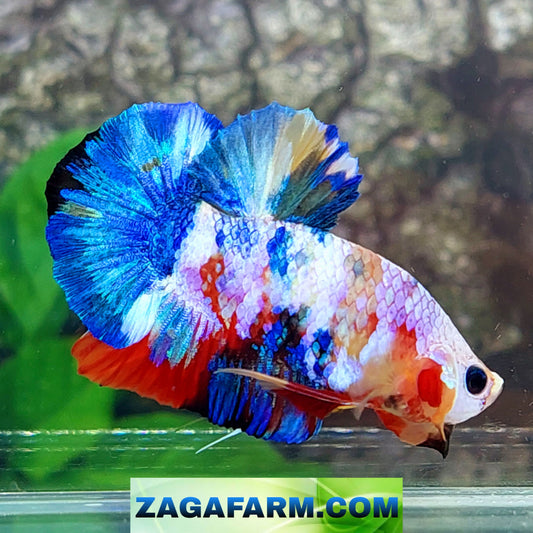 Multicolor Galaxy HMPK Male