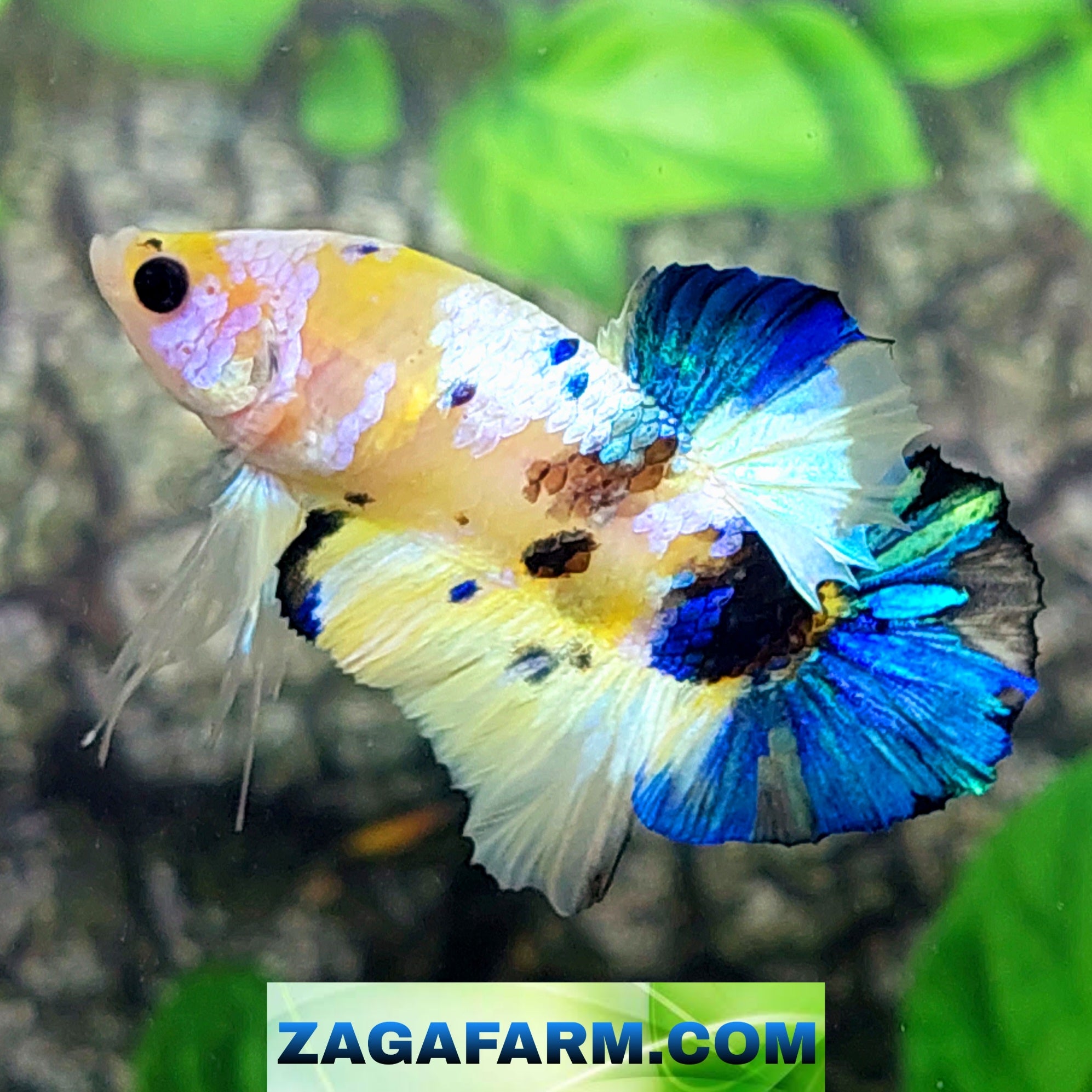 Yellow Blue Koi Galaxy HMPK Male