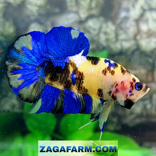 Yellow Blue Tiger Koi Galaxy HMPK Male