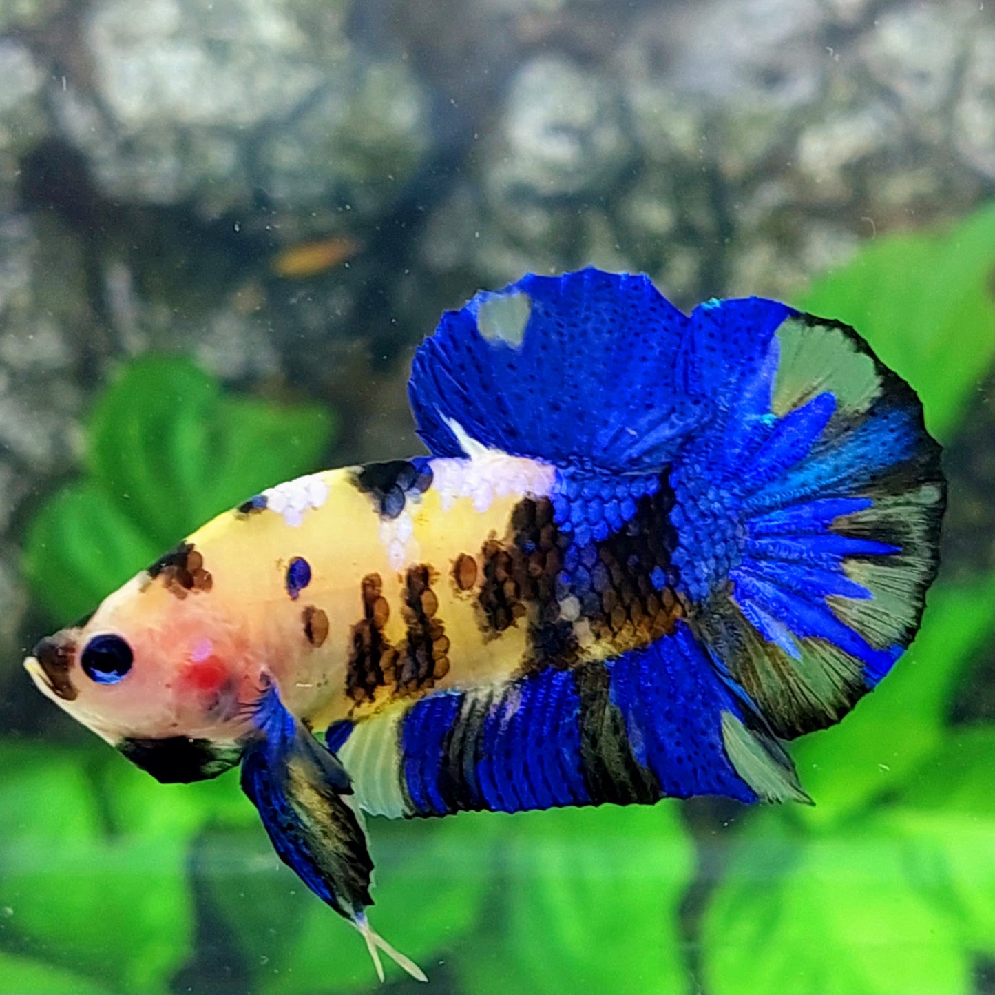 Yellow Blue Tiger Koi Galaxy HMPK Male