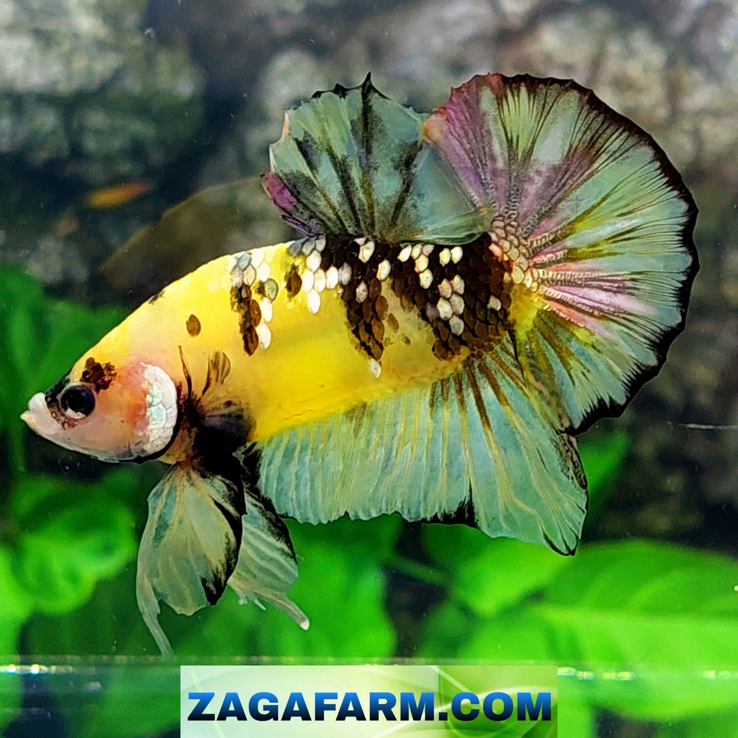 Yellow Copper Purple Galaxy OHMPK Male