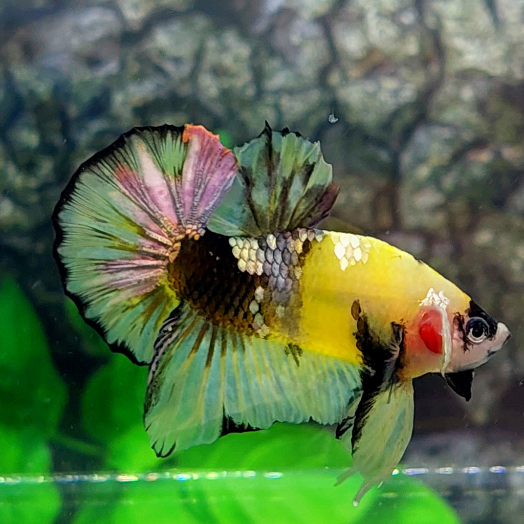 Amarillo Cobre Púrpura Galaxia OHMPK Macho