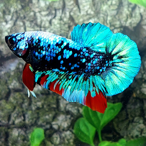 Avatar HMPK Male