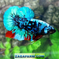 Avatar HMPK Male