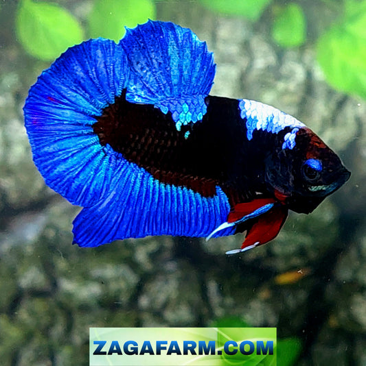 Blue Black Light HMPK Male