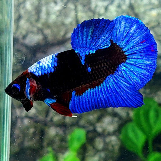 Blue Black Light HMPK Male