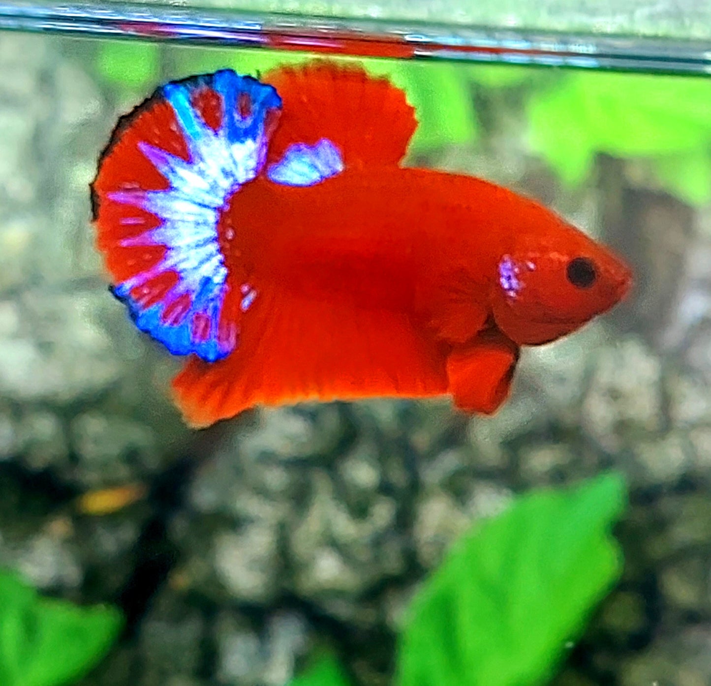 Hellboy HMPK Male