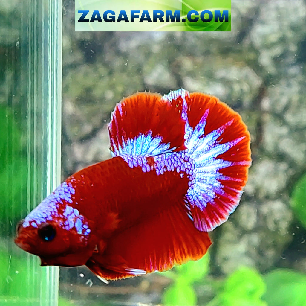 Hellboy Pink HMPK Male