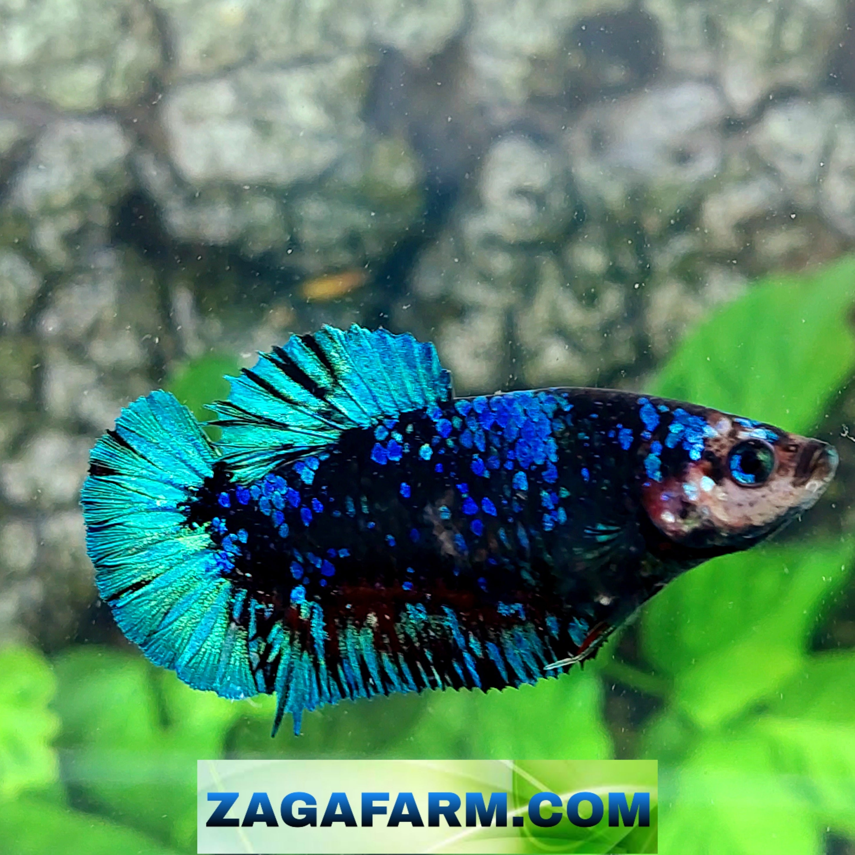 Avatar Gordon Galaxy HMPK Female For Sorority Tank/Breed