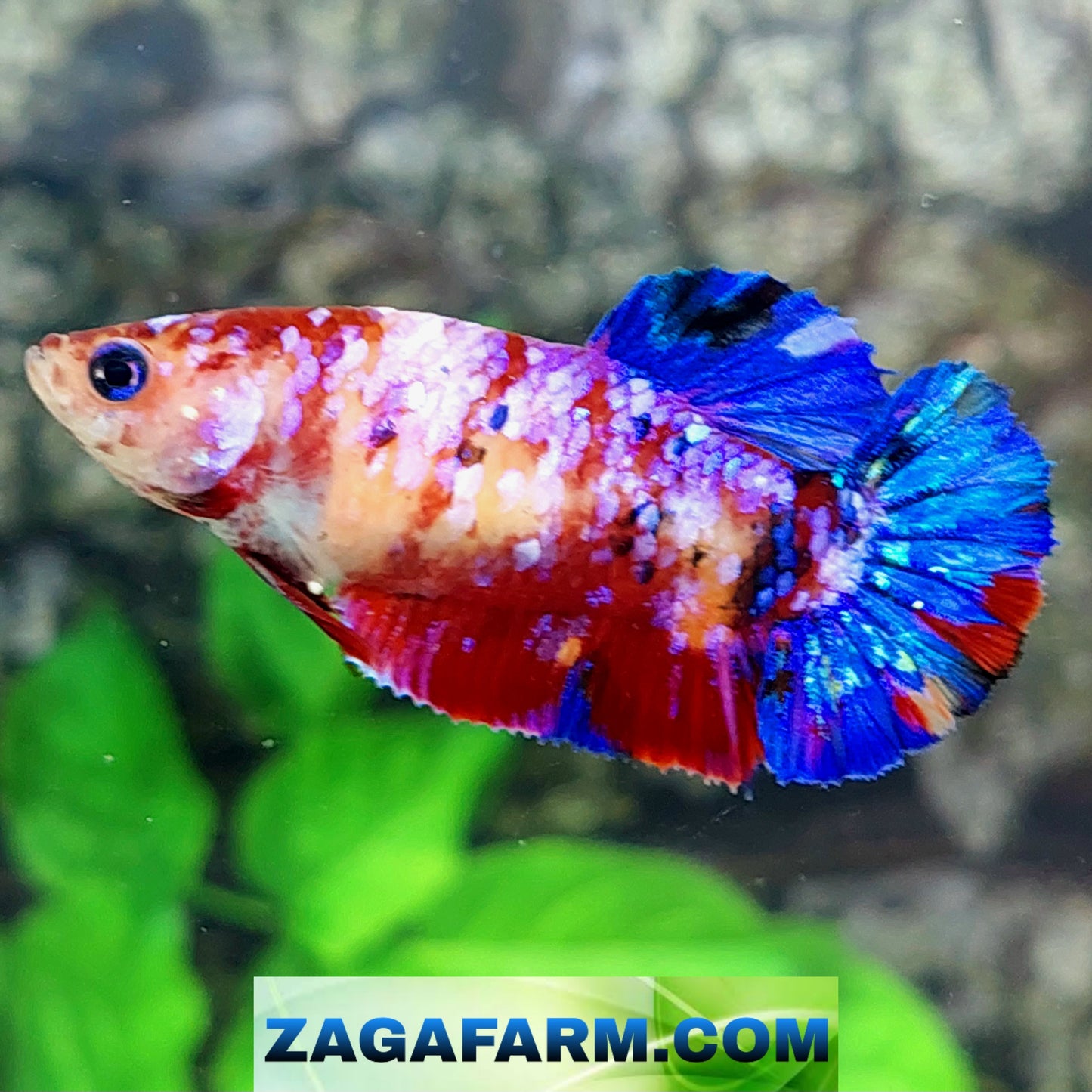 Multicolor Purple Galaxy HMPK Female For Sorority Tank/Breed