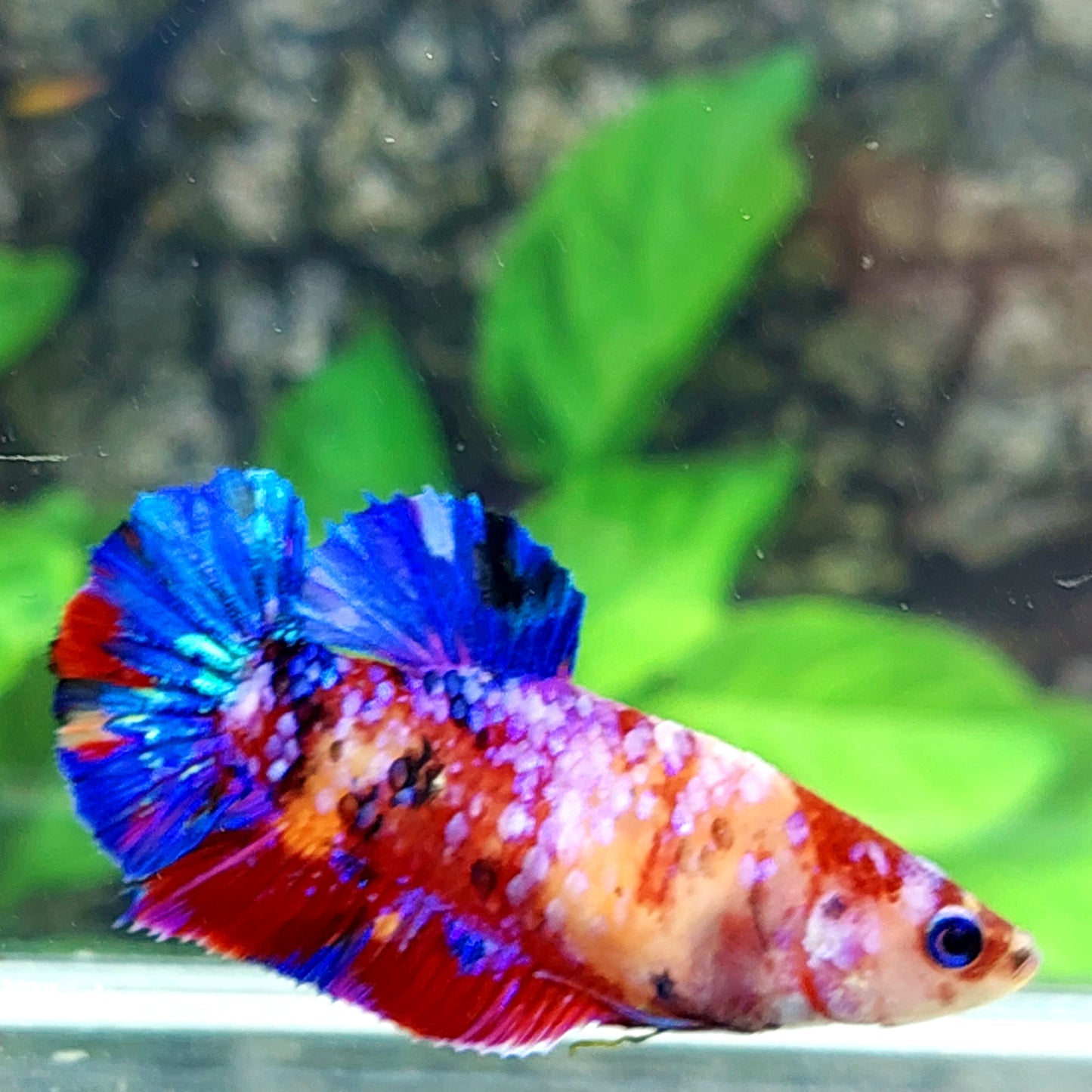 Multicolor Purple Galaxy HMPK Female For Sorority Tank/Breed