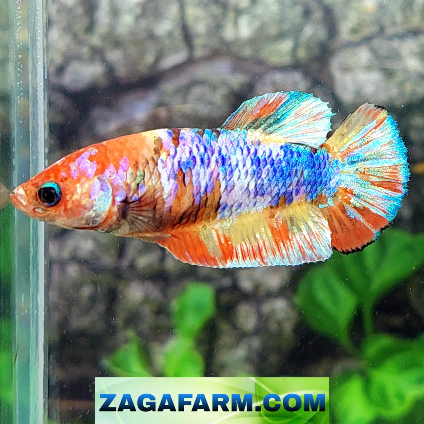 Multicolor Galaxy HMPK Female For Sorority Tank/Breed