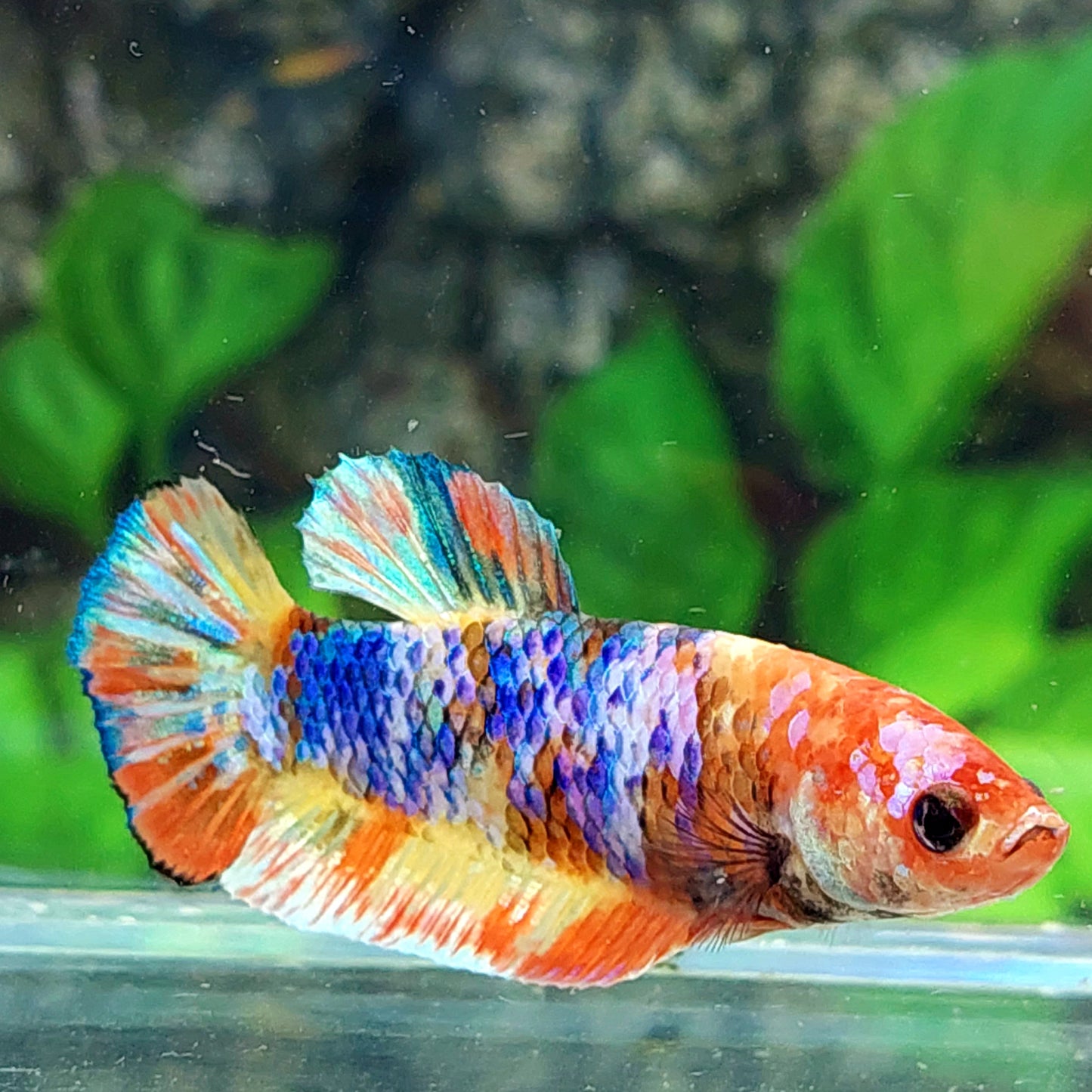 Multicolor Galaxy HMPK Female For Sorority Tank/Breed