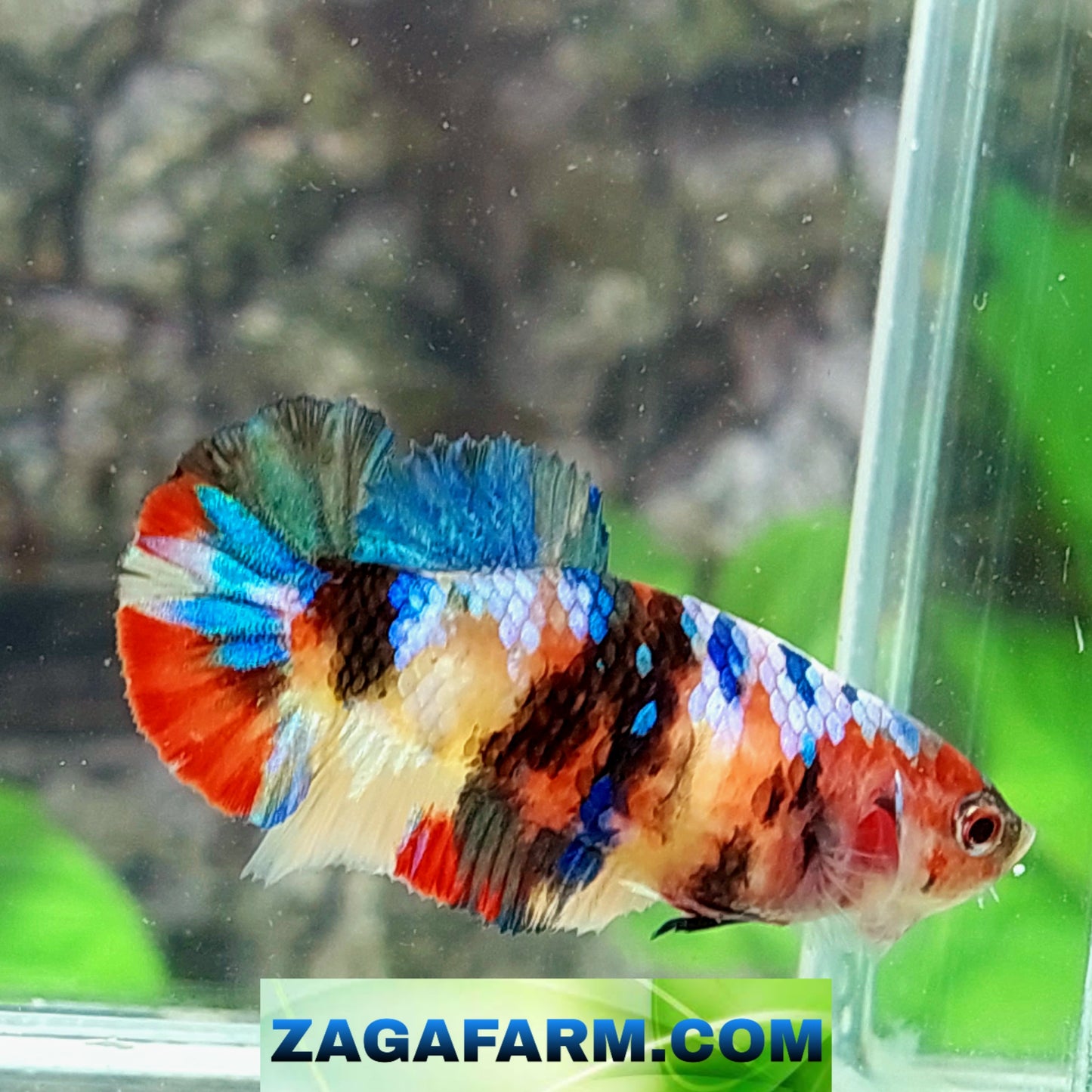 Multicolor Galaxy HMPK Female For Sorority Tank/Breed