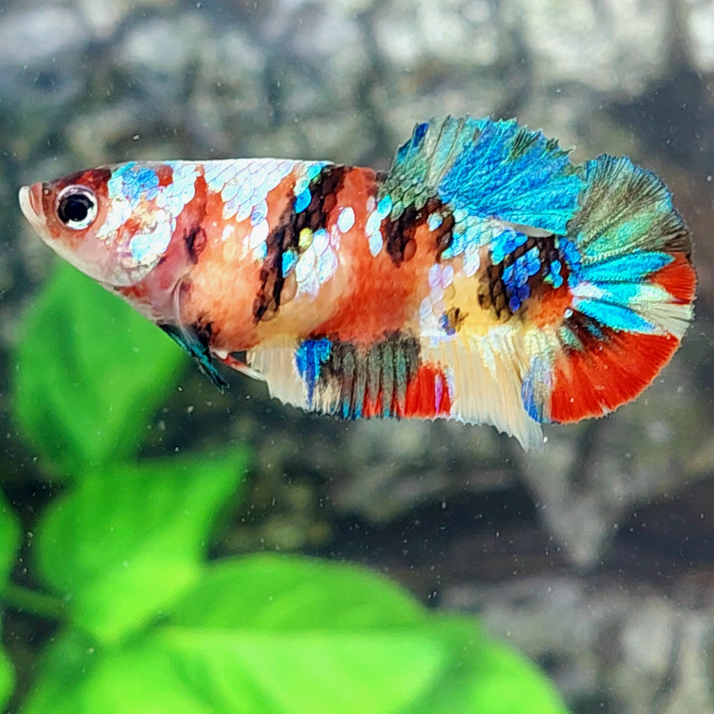 Multicolor Galaxy HMPK Female For Sorority Tank/Breed