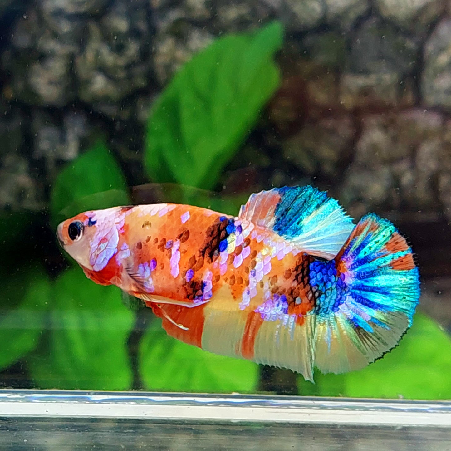 Multicolor Galaxy HMPK Female For Sorority Tank/Breed