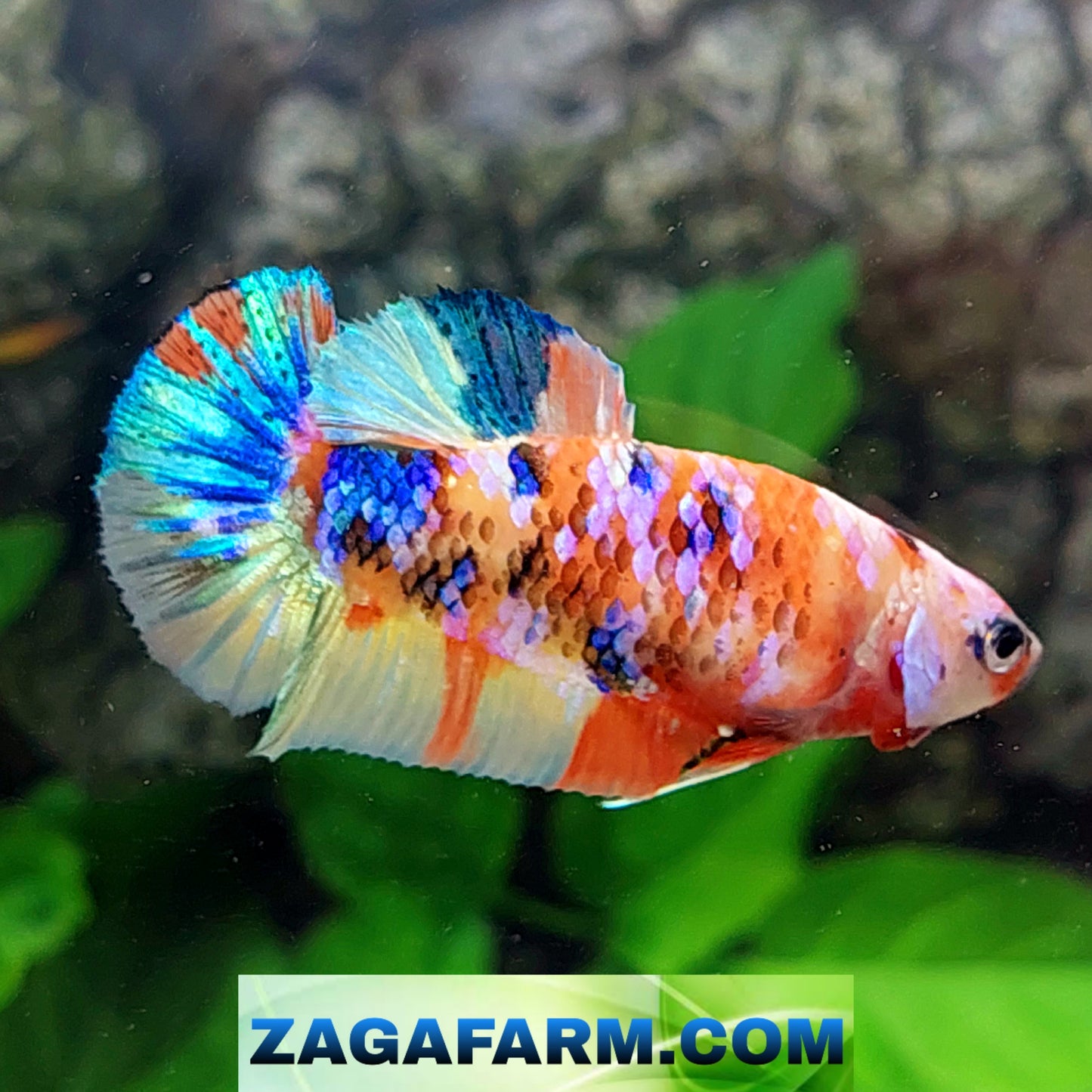 Multicolor Galaxy HMPK Female For Sorority Tank/Breed