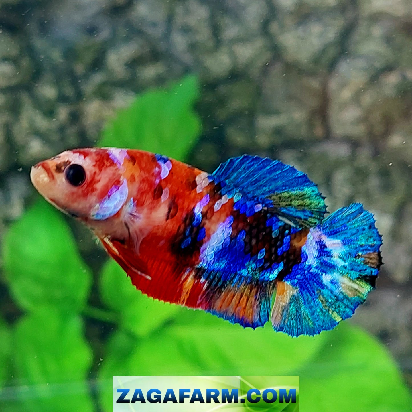 Multicolor Galaxy HMPK Female For Sorority Tank/Breed